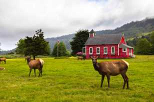 Elk and schoolhouse-3717.jpg